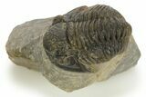 Detailed Proetid (Gerastos) Trilobite Fossil - Morocco #323181-1